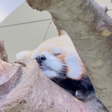 那須どうぶつ王国に投稿された画像（2023/8/2）