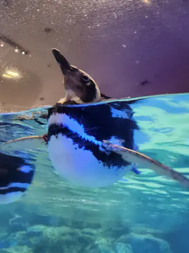 すみだ水族館に投稿された画像（2023/8/2）