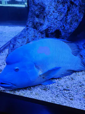 すみだ水族館に投稿された画像（2023/8/2）