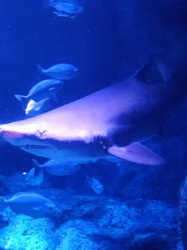 すみだ水族館に投稿された画像（2023/8/2）