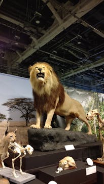 特別展「ネコ」 ～にゃんと！クールなハンターたち～に投稿された画像（2023/8/2）