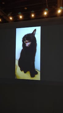 特別展「ネコ」 ～にゃんと！クールなハンターたち～に投稿された画像（2023/8/2）