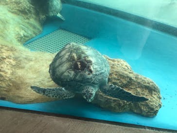 大分マリーンパレス水族館 「うみたまご」に投稿された画像（2023/8/2）