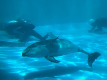 名古屋港水族館に投稿された画像（2023/8/2）