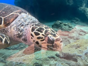 名古屋港水族館に投稿された画像（2023/8/2）