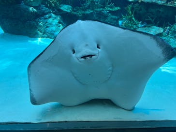 名古屋港水族館に投稿された画像（2023/8/2）