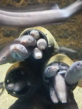 仙台うみの杜水族館に投稿された画像（2023/8/2）