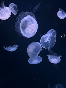 サンシャイン水族館に投稿された画像（2023/8/2）