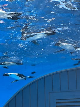 サンシャイン水族館に投稿された画像（2023/8/2）