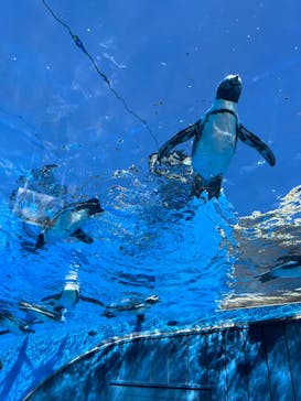 サンシャイン水族館に投稿された画像（2023/8/2）