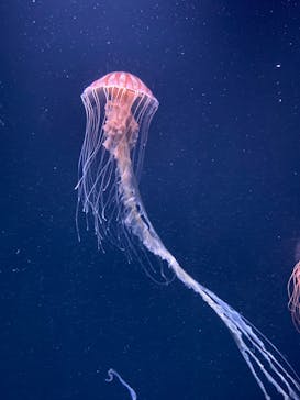 サンシャイン水族館に投稿された画像（2023/8/2）