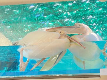 サンシャイン水族館に投稿された画像（2023/8/2）