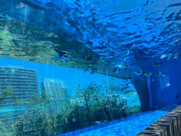 サンシャイン水族館に投稿された画像（2023/8/2）