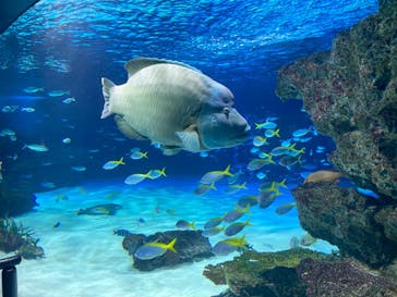 サンシャイン水族館に投稿された画像（2023/8/2）