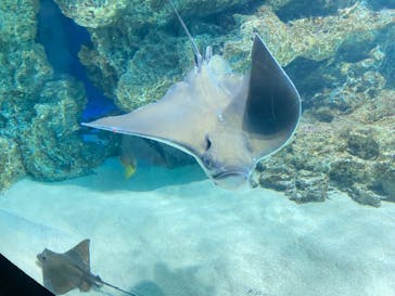 サンシャイン水族館に投稿された画像（2023/8/2）