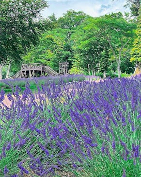 たんばらラベンダーパークに投稿された画像（2023/8/2）