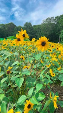 たんばらラベンダーパークに投稿された画像（2023/8/2）