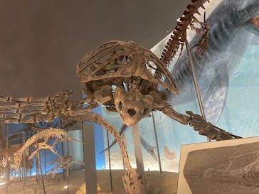 福井県立恐竜博物館に投稿された画像（2023/8/2）