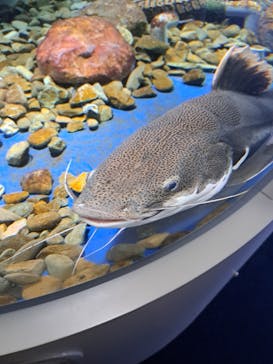 サケのふるさと 千歳水族館に投稿された画像（2023/8/2）