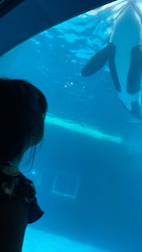 名古屋港水族館に投稿された画像（2023/8/2）