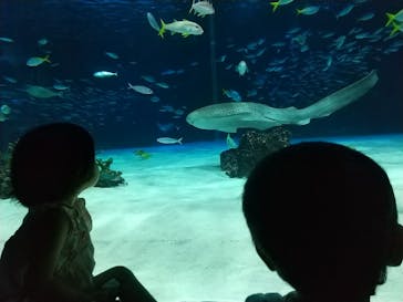 サンシャイン水族館に投稿された画像（2023/8/2）