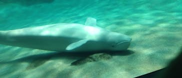 名古屋港水族館に投稿された画像（2023/8/2）