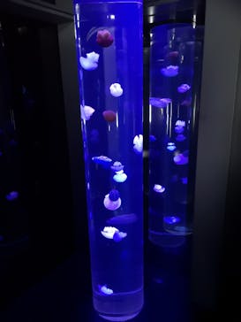 サンシャイン水族館に投稿された画像（2023/8/2）