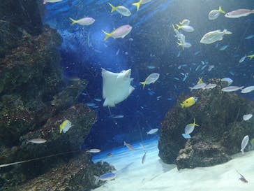 サンシャイン水族館に投稿された画像（2023/8/2）