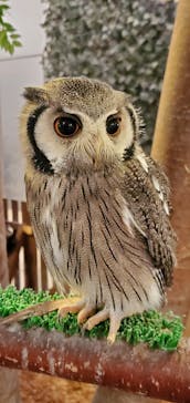 Moff animal cafe イオンモール幕張新都心店に投稿された画像（2023/8/2）