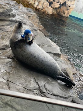 しながわ水族館に投稿された画像（2023/8/2）