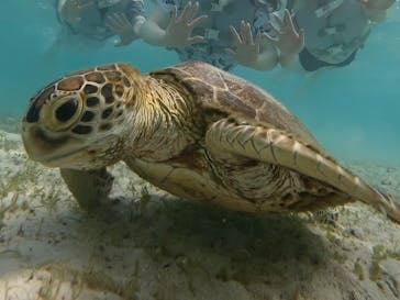 宮古島マリン GB QUESTに投稿された画像（2023/8/2）