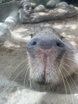 神戸どうぶつ王国に投稿された画像（2023/8/2）
