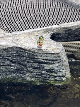 上越市立水族博物館 うみがたりに投稿された画像（2023/8/2）