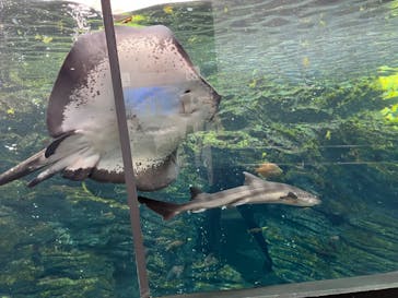 上越市立水族博物館 うみがたりに投稿された画像（2023/8/2）