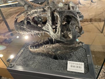 福井県立恐竜博物館に投稿された画像（2023/8/2）