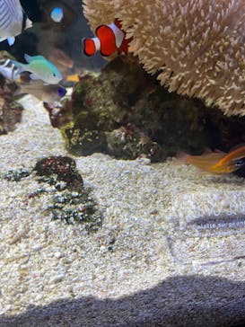 京都水族館に投稿された画像（2023/8/2）