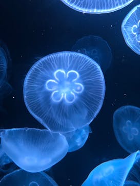 AOAO SAPPOROに投稿された画像（2023/8/2）