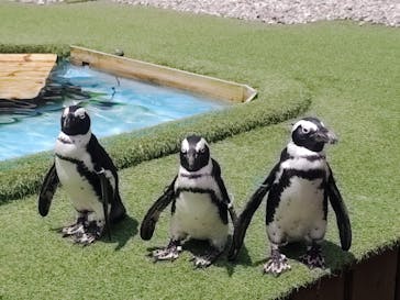 おさるランド＆アニタウン　日光さる軍団劇場に投稿された画像（2023/8/2）