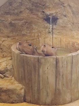 おさるランド＆アニタウン　日光さる軍団劇場に投稿された画像（2023/8/2）