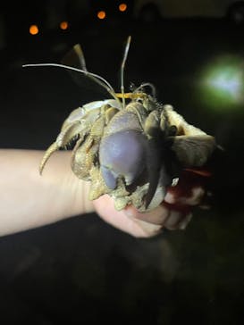 石垣島 ADVENTURE PiPi（イシガキジマアドベンチャーピピ）に投稿された画像（2023/8/2）