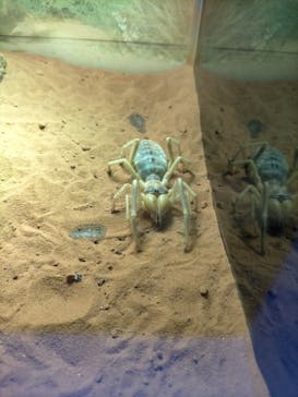 ぶっとんでるいきもの展に投稿された画像（2023/8/2）