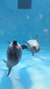 名古屋港水族館に投稿された画像（2023/8/2）