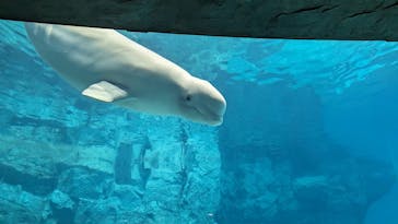 名古屋港水族館に投稿された画像（2023/8/2）