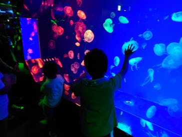 名古屋港水族館に投稿された画像（2023/8/2）