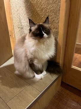 猫カフェモカ　池袋本店に投稿された画像（2023/8/2）