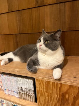 猫カフェモカ　池袋本店に投稿された画像（2023/8/2）