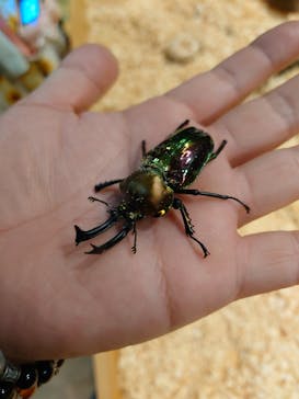 淡路ファームパーク イングランドの丘に投稿された画像（2023/8/2）