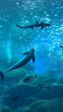仙台うみの杜水族館に投稿された画像（2023/8/2）