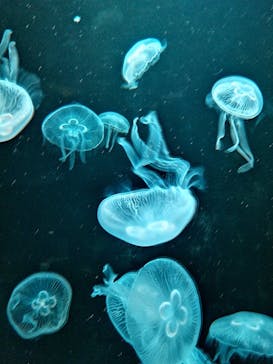 AOAO SAPPOROに投稿された画像（2023/8/2）