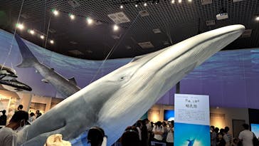 特別展「海　―生命のみなもと―」（国立科学博物館）に投稿された画像（2023/8/3）